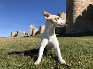 Encuentro con Pipper, el primer perro ‘influencer’ que da la vuelta a España @ Pabellón Bankia de Actividades Culturales