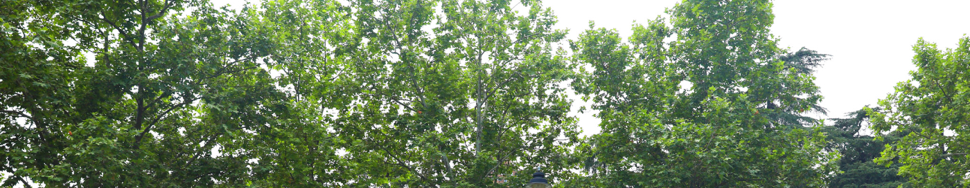 Copas de árboles Parque El Retiro